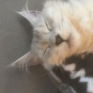 Meet your Posher, Holly